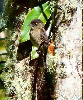 Black-capped flycatcher  Empidonax atriceps San Gerardo de Dota, Costa Rica (April, 2014).
The black-capped flycatcher is 11.5 cm long. Most of its head and the rear of its neck are sooty black, the upperparts are olive-brown and the underparts are paler brown, becoming whitish on the throat and yellower on the lower belly. The head has a broad white eye ring, broken above the eye. The wings and tail are blackish, the former having two pale brown wing bars. The sexes are similar, but young birds have a browner head and paler wing bars. The call is a whistled kip and the song is a loud keer keer.
Habitat:
Forested area mixed with grasslands.  Black-capped flycatcher,Costa Rica,Empidonax atriceps,Geotagged,Spring