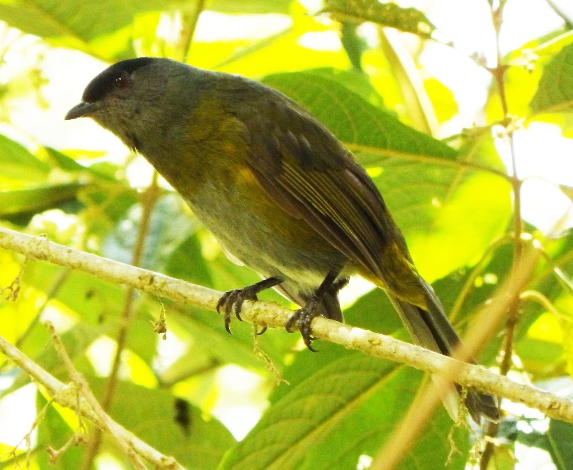 Black-and-yellow phainoptila (female) San Gerardo De Dota, Costa Rica April 2014.<br />
The Black-and-yellow Phainoptila is a small bird with distinctive yellow flanks. Males have a black back, head and tail, yellow flanks and rump, olive breasts and grey bellies. Females have a black cap, olive breast, rump, wings and tail, yellow flanks, and grey throat, nape, and belly. Young are similar to adult female, but duller and with no grey on nape and dusky streaking on breast. Seen in clearings of a forested area. Black-and-yellow phainoptila,Costa Rica,Geotagged,Phainoptila melanoxantha,Spring