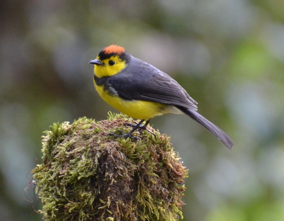 Collared Whitestart the Collared Whitestart is 12.5 cm long. It has a red crown bordered with black, and a black forehead. The rest of the upperparts are black, and the tail is black with white edges. The face and underparts are bright yellow, with a black band across the breast.<br />
Habitat:<br />
Endemic to the mountains of Costa Rica and Panama. Collared whitestart,Costa Rica,Geotagged,Myioborus torquatus,Spring