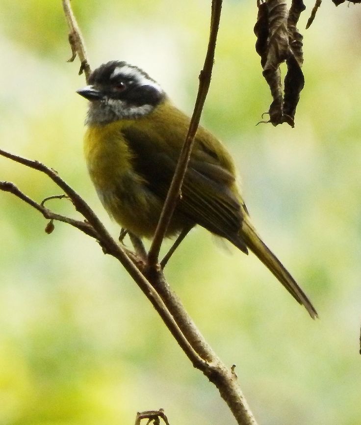 Sooty-capped Bush-Tanager Adults are 13.5 cm long. They have a black head with white supercilium and grey throat. Their upperparts are olive color and their underparts yellow, becoming white on the belly.<br />
Habitat:<br />
This bird is an endemic resident breeder in the highlands of Costa Rica and western Panama. In Paraiso Quetzal area they can be seen in different parts of forest clearings.        Chlorospingus pileatus,Costa Rica,Geotagged,Sooty-capped bush tanager,Spring