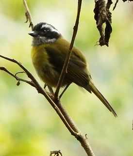 Sooty-capped Bush-Tanager Adults are 13.5 cm long. They have a black head with white supercilium and grey throat. Their upperparts are olive color and their underparts yellow, becoming white on the belly.
Habitat:
This bird is an endemic resident breeder in the highlands of Costa Rica and western Panama. In Paraiso Quetzal area they can be seen in different parts of forest clearings.        Chlorospingus pileatus,Costa Rica,Geotagged,Sooty-capped bush tanager,Spring