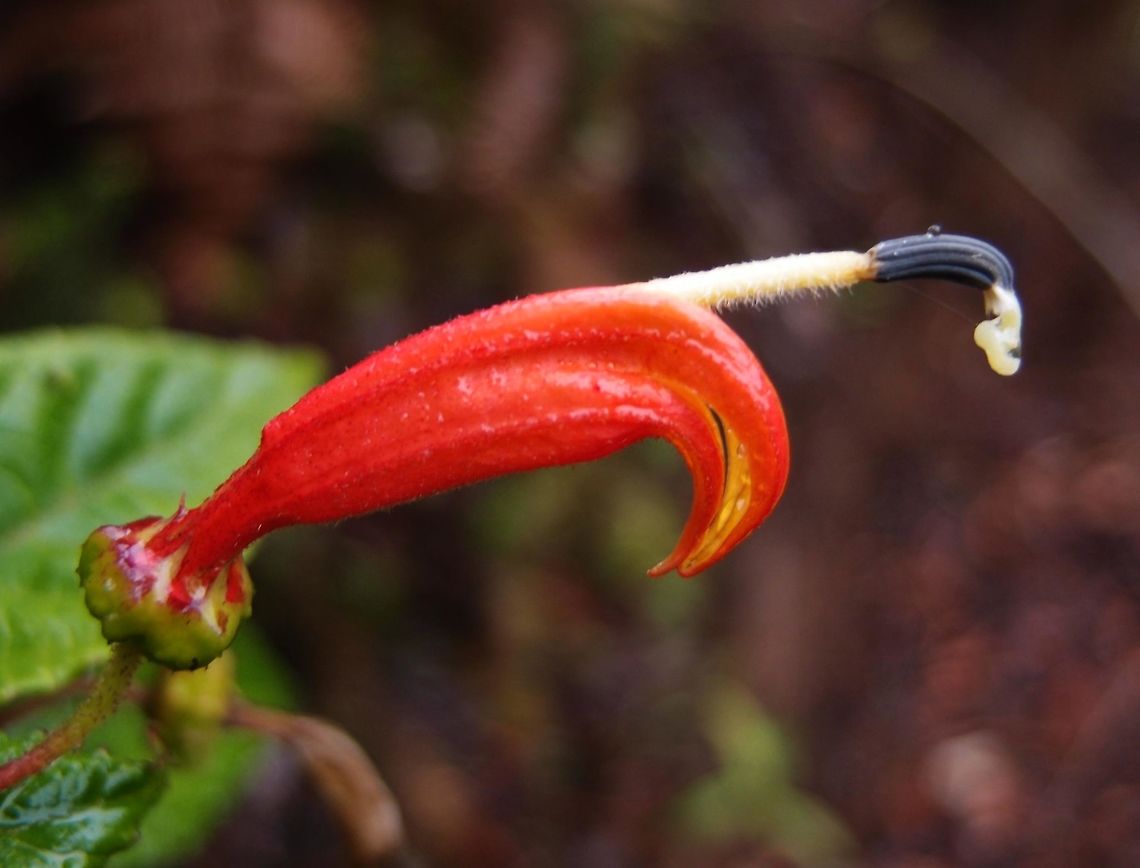 Centropogon plant -Centropogon valerii Centropogon plants (Campanulaceae family) are particularly shaped in a way that can be used as nectar source by hummingbirds. A btter view of the plant is here:<br />
<a href="https://www.jungledragon.com/image/43384" rel="nofollow">https://www.jungledragon.com/image/43384</a><br />
Habitat:<br />
Forested area, Paraiso Quetzal   <br />
 Centropogon granulosus,Centropogon valerii,Costa Rica,Geotagged,Spring