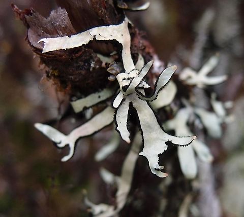 Lichen  Everniastrum catawbiense It looks like cut-off pieces of leather with a green to grey flat part and black edges.
Found among trees and bushes in a hike up to Cerro de La Muerte.     Catawba Everniastrum Lichen,Costa Rica,Everniastrum catawbiensis,Geotagged.Everniastrum catawbiense,Spring