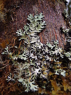 Anzia americana lichen Observed in a hike near Cerro de La Muerte. Anzia americana,Costa Rica,Geotagged,Spring
