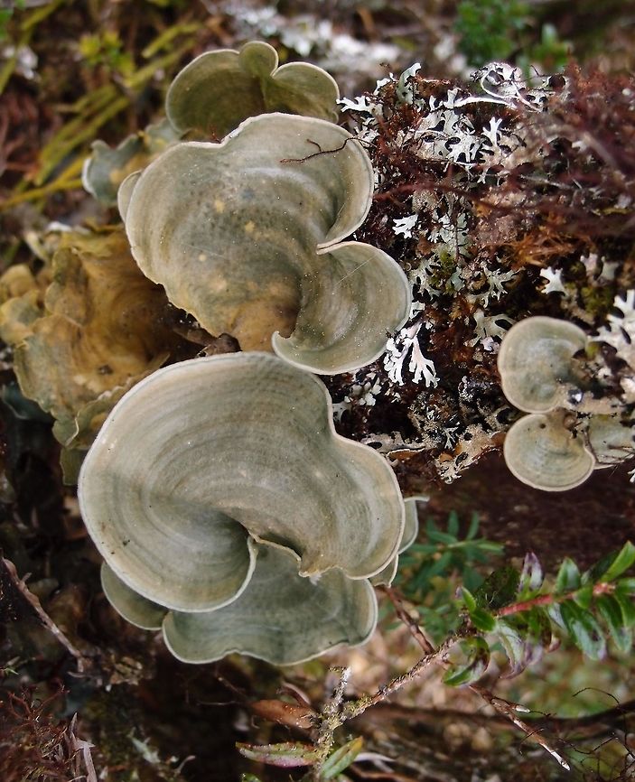 Dictyonema lichen Dictyonema is a symbiosis between a basidiomycete fungi and a scytonematoid cyanobacteria, making it both a basidiolichen and a cyanolichen, a rare combination that makes it more related to mushrooms than to other lichens.<br />
Habitat:<br />
Cerro de la Muerte. Costa Rica,Dictyonema glabratum,Geotagged,Spring