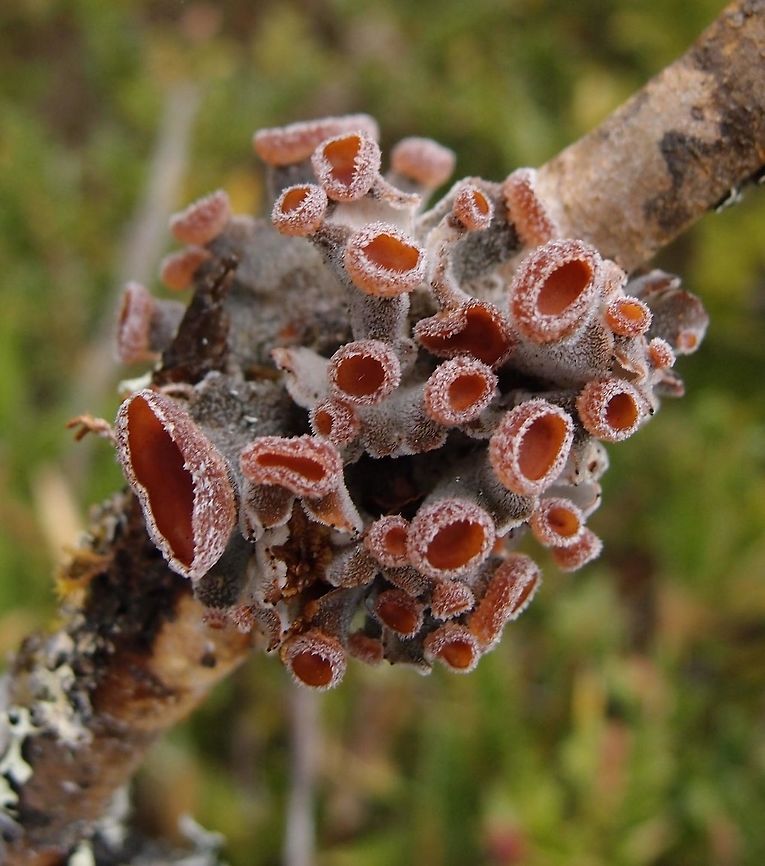 Erioderma leylandii lichen   Hike up Cerro De La Muerte. Costa Rica,Erioderma leylandii,Geotagged,Spring