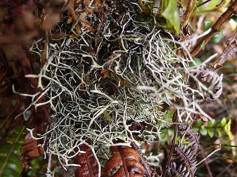 Lichen Oropogon Hike up Cerro De La Muerte. Costa Rica,Everniastrum vexas,Geotagged,Spring