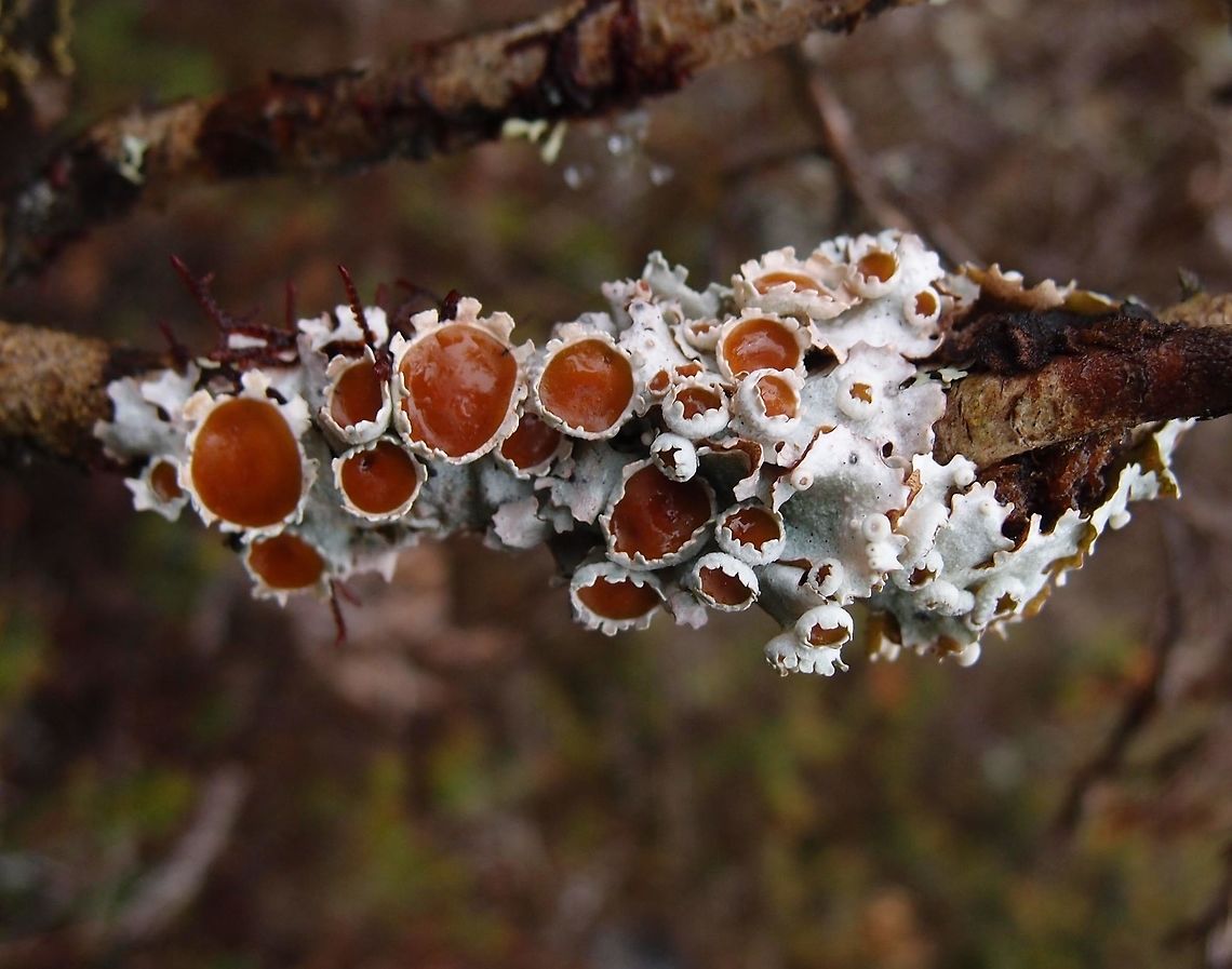 Heterodermia diademata Lichen Hike up to Cerro De La Muerte.  Costa Rica,Geotagged,Heterodermia diademata,Spring
