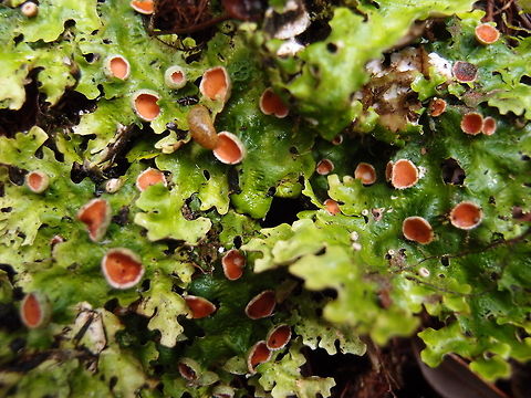 Lobariella pallida lichen Hike up to Cerro De La Muerte. Costa Rica,Geotagged,Lobariella pallida,Spring,United States