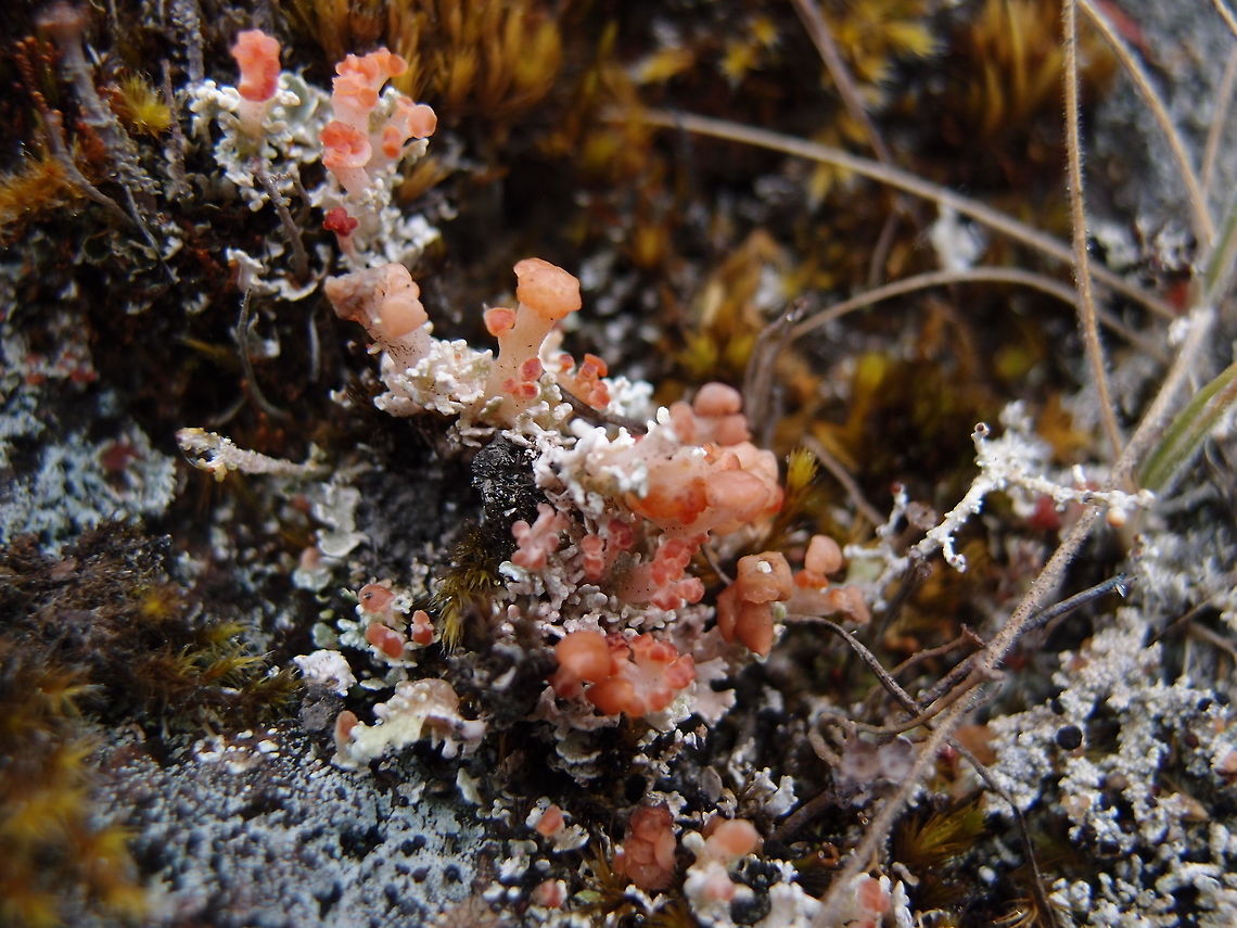 Phyllobaeis imbricata Lichen Hike up Cerro De La Muerte. Costa Rica,Geotagged,Phyllobaeis imbricata,Spring