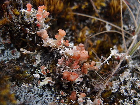 Phyllobaeis imbricata Lichen Hike up Cerro De La Muerte. Costa Rica,Geotagged,Phyllobaeis imbricata,Spring