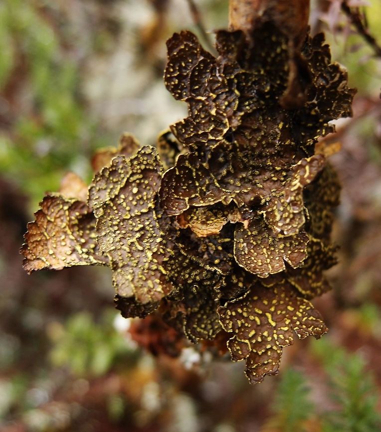 Lichen  Pseudocyphellaria crocata Seen in a hike up to Cerro De La Muerte.      Costa Rica,Geotagged,Pseudocyphellaria crocata,Spring