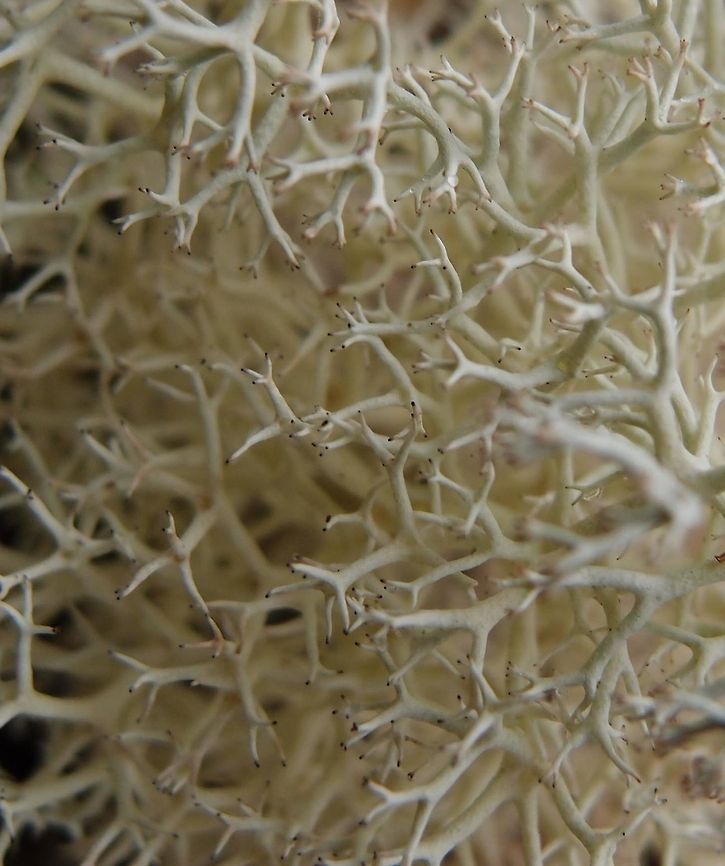 Fuzzy Reindeer Lichen - Cladonia confusa Cerro De Las Vueltas, Costa Rica. Cladonia confusa,Costa Rica,Fuzzy Reindeer Lichen,Geotagged,Spring