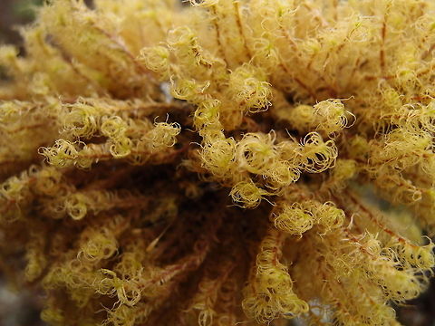 Not yet ID! - Maybe dried moss Campylopus Possibly dired moss found growing on the stems of small trees and shrubs ina mountanous area of Cerro Las Vueltas, Costa Rica. Costa Rica,Geotagged,Spring