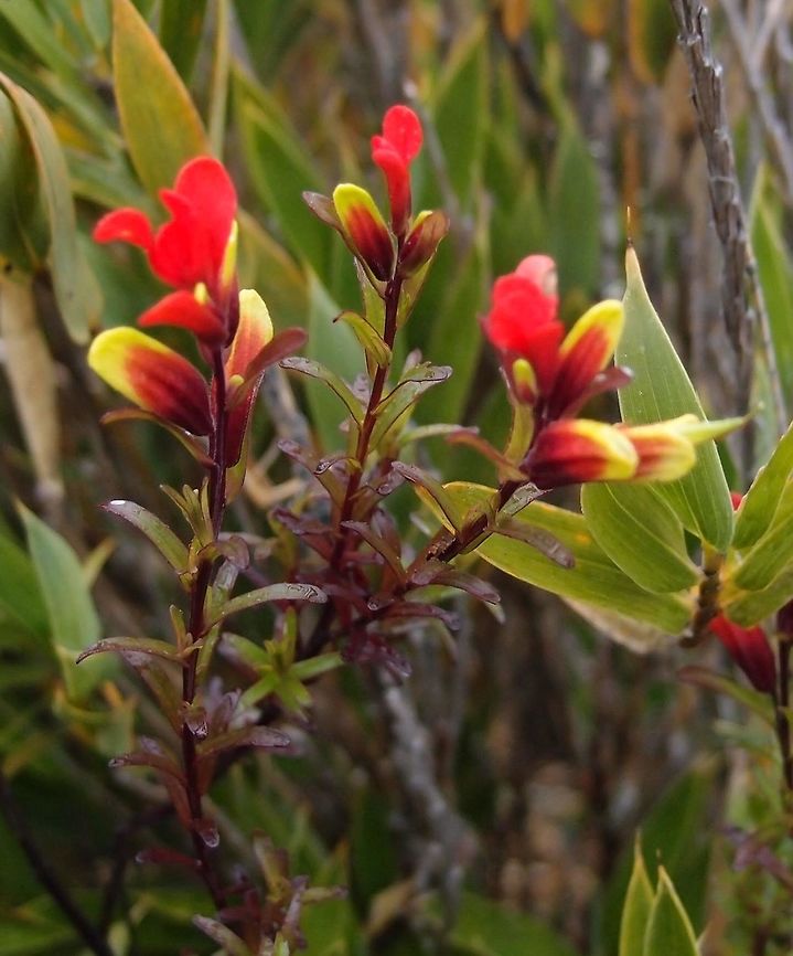 Castilleja irazuensis Mountain tops Cerro de la Muerte. It could also be Castilleja talamacensis.<br />
 Castilleja irazuensis,Costa Rica,Geotagged,Spring