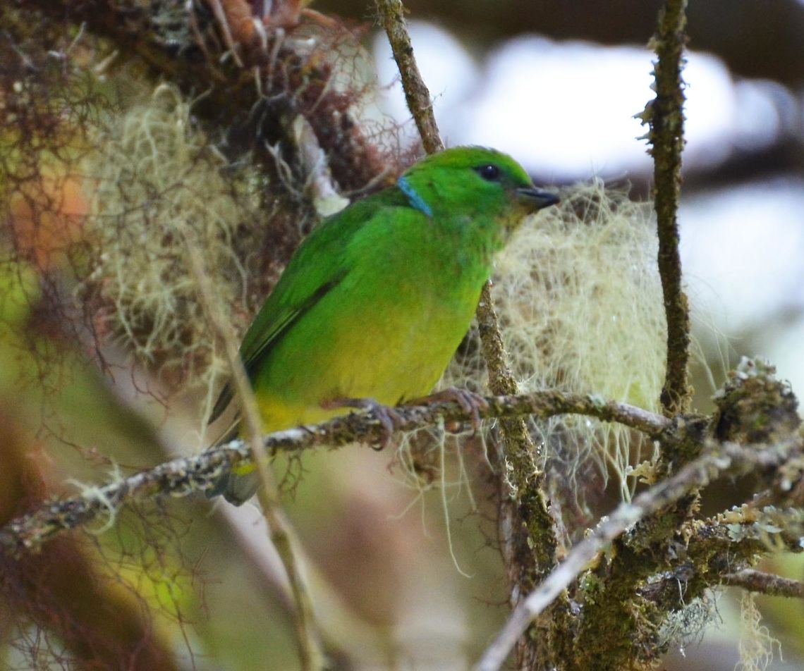 Golden Brow Chlorophonia (Female) s. Gerardo De Dota (CR, 2014). The male is bright green above and yellow below, with a wide golden-yellow eyebrow stripe and a violet-blue cap. It has a narrow blue eye ring and a thin blue line extending from its nape to its breast. The female is similar, but without the golden brown and yellow breast; these are both replaced with green. They average 13 cm (5.1 in) in length.<br />
Habitat:<br />
Area between grassland and forest. Found in Costa Rica and Panama. Chlorophonia callophrys,Costa Rica,Geotagged,Golden-browed chlorophonia,Spring