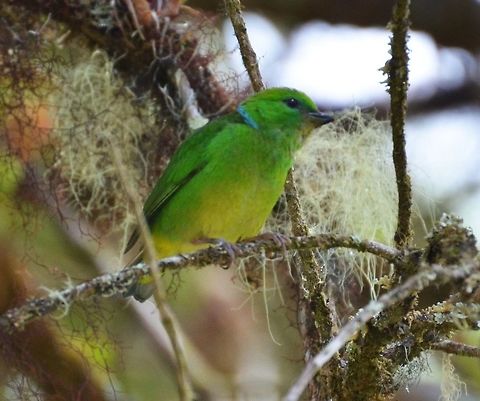 Golden Brow Chlorophonia (Female) s. Gerardo De Dota (CR, 2014). The male is bright green above and yellow below, with a wide golden-yellow eyebrow stripe and a violet-blue cap. It has a narrow blue eye ring and a thin blue line extending from its nape to its breast. The female is similar, but without the golden brown and yellow breast; these are both replaced with green. They average 13 cm (5.1 in) in length.
Habitat:
Area between grassland and forest. Found in Costa Rica and Panama. Chlorophonia callophrys,Costa Rica,Geotagged,Golden-browed chlorophonia,Spring
