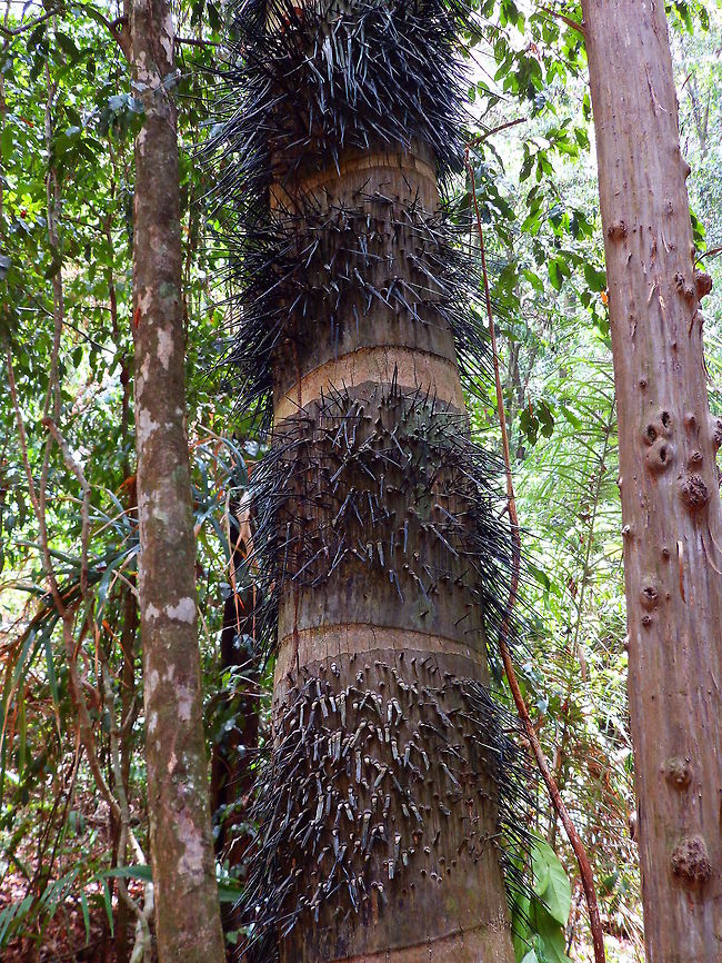 Pejibaye Palm This tree has thousands of long, sharp thorns covering its entire trunk. Native to Central American countries, it is grown for its miniature coconut fruits, highly appreciated for their taste. Reaching the clusters of tiny fruit is not easy, but the locals have devised a technique that requires scraping off portions of the bark.<br />
Habitat:<br />
Manuel Antonio National Park Bactris gasiapes,Bactris gasipaes,Costa Rica,Geotagged,Spring
