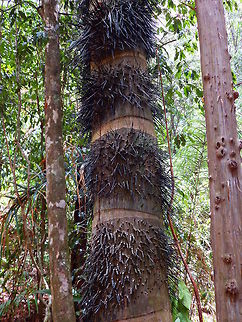 Pejibaye Palm This tree has thousands of long, sharp thorns covering its entire trunk. Native to Central American countries, it is grown for its miniature coconut fruits, highly appreciated for their taste. Reaching the clusters of tiny fruit is not easy, but the locals have devised a technique that requires scraping off portions of the bark.
Habitat:
Manuel Antonio National Park Bactris gasiapes,Bactris gasipaes,Costa Rica,Geotagged,Spring