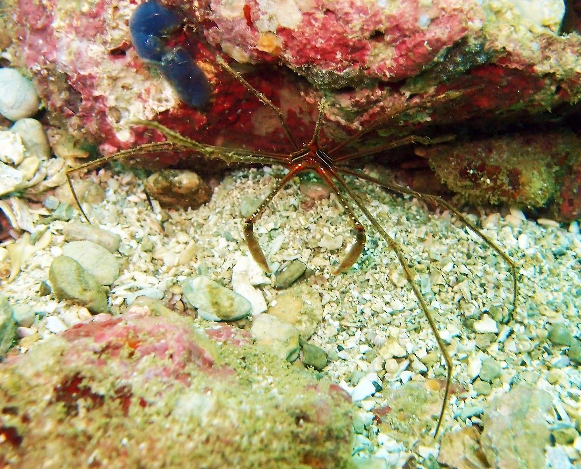 Panamic arrow crab - Stenorhynchus debilis The body is triangular, and the rostrum is drawn out into a long point with serrate edges. The legs are also long and thin. Colouration is variable: reddish with yellow lines.<br />
Habitat:<br />
Islands near Manuel Antonio. Costa Rica,Geotagged,Spring,Stenorhynchus debilis