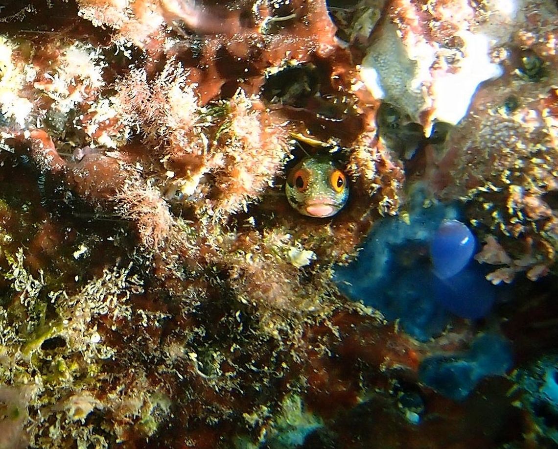 Hancock's blenny  - Acanthemblemaria hancocki This reef-associated species of chaenopsid blenny inhabits empty worm and tube mollusk tubes on shallow rocky reefs.<br />
Habitat:<br />
Islands near Manuel Antonio.       Acanthemblemaria hancocki,Costa Rica,Geotagged,Spring