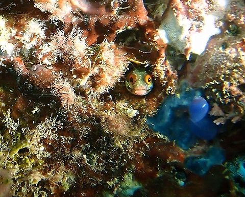 Hancock's blenny