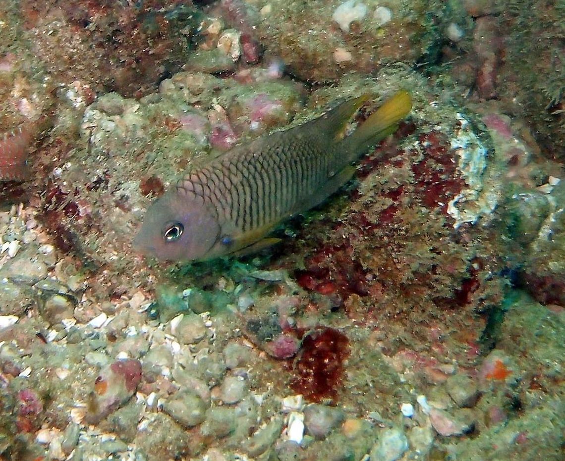 Beaubrummel Damselfish. The adult is grey with yellow in the tail and fins.<br />
Habitat:<br />
Islands near Manuel Antonio.         Costa Rica,Geotagged,Spring,Stegastes flavilatus