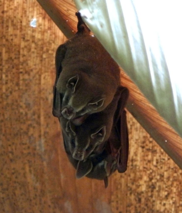 Tent-making Bat American leaf-nosed bat. Its name comes from them constructing tents in groups, out of large, fan-shaped leaves such as palm o banana leaves. These roosts provide excellent protection from the tropical rains, and a single tent roost may house several bats at once.<br />
Habitat:<br />
Manuel Antonio National Park. Costa Rica,Geotagged,Spring,Tent-making bat,Uroderma bilobatum