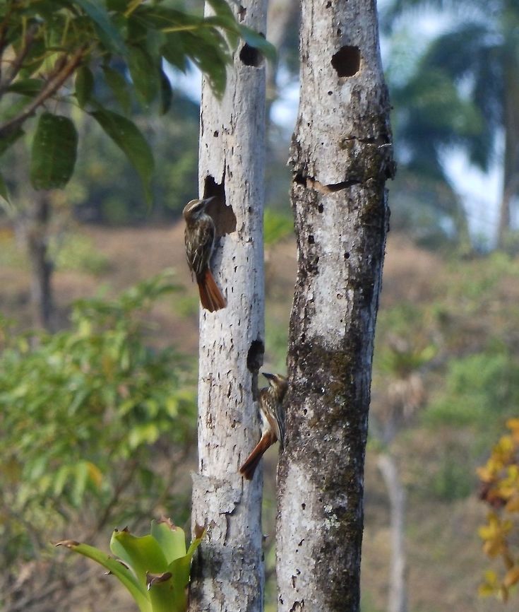 Streaked flycatcher They were nesting in tree hollows. Woodpeckers were nearby as well so is possible that the flycatchers may be using some of the holes made by the woodpeckers. The Streaked Flycatcher is 22 cm long. The head is brown with a yellow crown patch, white supercilium, dusky eye mask and black bill. The upperparts are brown with darker brown streaks on the back, rufous and white edges on the wings, and wide chestnut edges on the rump and tail. The underparts are yellowish-white streaked with brown.<br />
Habitat:<br />
Tree forest in between Quepos and Manuel Antonio.        Costa Rica,Geotagged,Myiodynastes maculatus,Spring,Streaked flycatcher