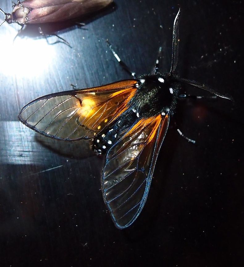 Amber Arctiid Moth In the area of San Gerardo De Dota, at night.        Costa Rica,Dasysphinx volatilis,Geotagged,Spring