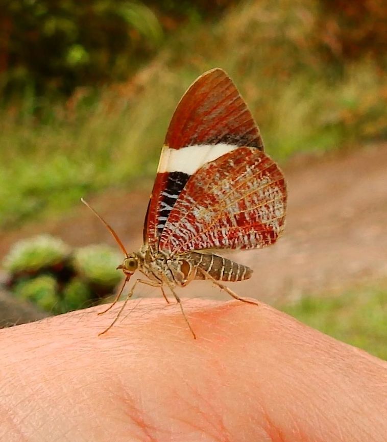 Moth Hagnagora anicata Near San Gerardo de Dota, Paraiso Quetzal, CR (april, 2014).<br />
<a href="https://en.m.wikipedia.org/wiki/Hagnagora_anicata" rel="nofollow">https://en.m.wikipedia.org/wiki/Hagnagora_anicata</a>       Costa Rica,Geotagged,Hagnagora anicata,Spring