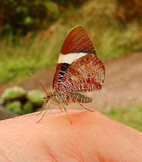 Moth Hagnagora anicata Near San Gerardo de Dota, Paraiso Quetzal, CR (april, 2014).
https://en.m.wikipedia.org/wiki/Hagnagora_anicata       Costa Rica,Geotagged,Hagnagora anicata,Spring