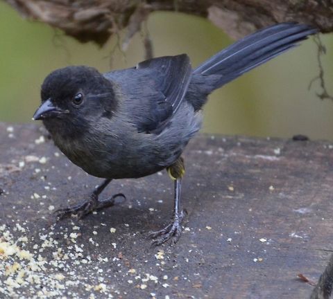 Yellow-Thighed Finch-  Pselliophorus tibialis San Gerardo De Dota, CR (April, 2014).
One particularity of this bird is that its thigh feathers are yellow. This is the only colorful feature in this otherwise blackish colored 18.5 cm bird. Costa Rica,Geotagged,Pselliophorus tibialis,Spring,Yellow-thighed finch