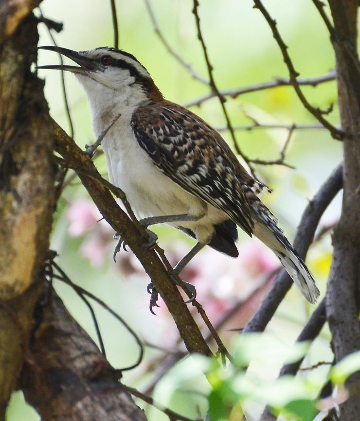 Rufous-naped Wren Troglodytidae. Rufous and black on the head and nape, a black stripe through the red eye contrasting with white above and below, and a patterned back and white tail and wings.<br />
Habitat:<br />
Seen in groups in a garden, Alajuela. Campylorhynchus rufinucha,Costa Rica,Geotagged,Rufous-naped wren,Spring