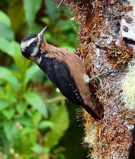 Hairy woodpecker The closest match I get for this woodpecker is P. villosus. I think it could be a female because the red patch in the back of the head is not present but only a few red speckles in the top of the head.
Habitat:
Paraiso Quetzal.     Costa Rica,Geotagged,Hairy Woodpecker,Hairy woodpecker,Leuconotopicus villosus,Picoides villosus,Spring