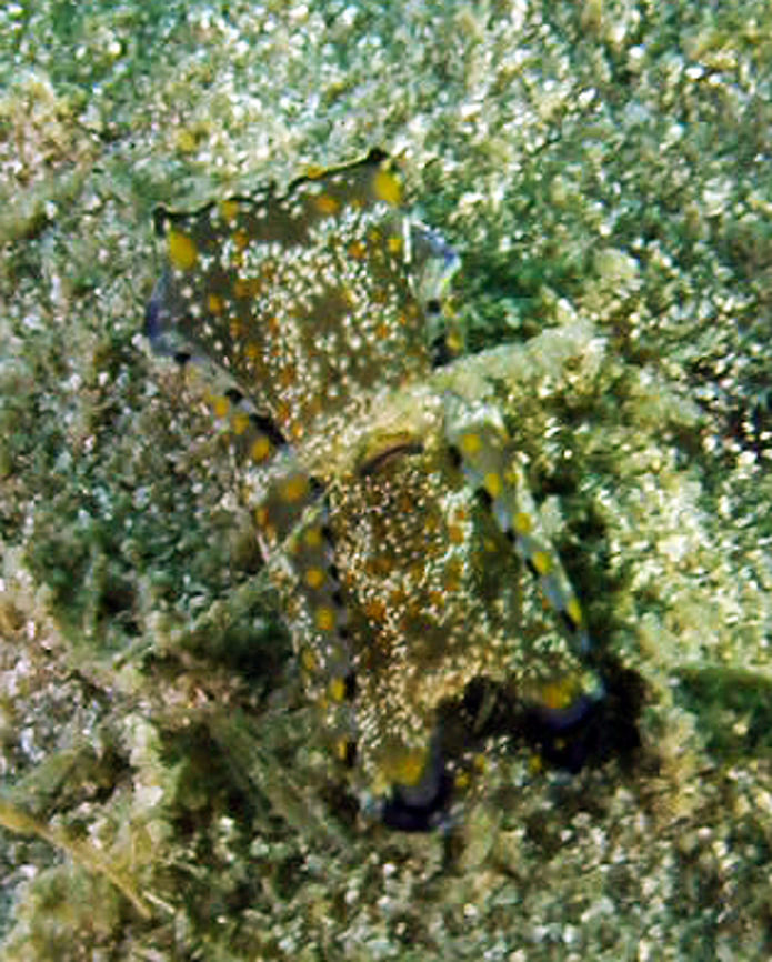 Philinopsis cyanea Sihanoukville, Cambodia (2011).<br />
Not a nudibranch but a headshield slug. Small as 1 cm or less.<br />
Habitat:<br />
Sandy bottoms. Coral reef<br />
<a href="https://en.wikipedia.org/wiki/Philinopsis" rel="nofollow">https://en.wikipedia.org/wiki/Philinopsis</a> Cambodia,Geotagged,Philinopsis cyanea,Winter