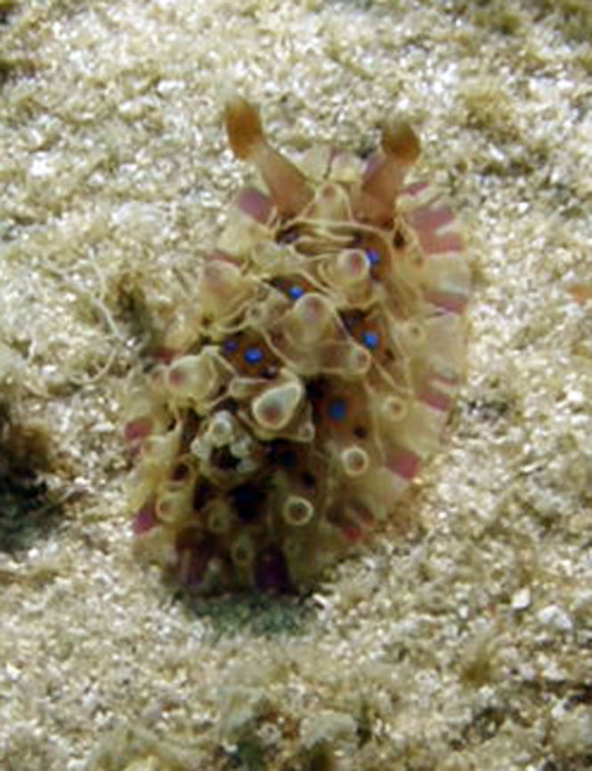 Dendrodoris denisoni variation1 OLYMPUS DIGITAL CAMERA          Cambodia,Dendrodoris denisoni,Geotagged,Winter