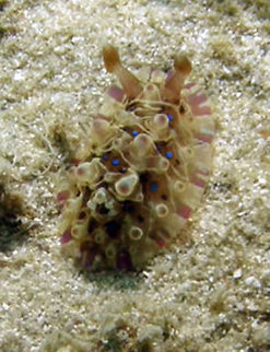 Dendrodoris denisoni