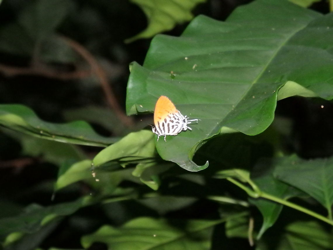 Common Posy Area of Sukau, Sabah (2015).<br />
<a href="http://www.learnaboutbutterflies.com/Malaysia" rel="nofollow">http://www.learnaboutbutterflies.com/Malaysia</a> - Drupadia ravindra.htm Drupadia ravindra,Fall,Geotagged,Malaysia