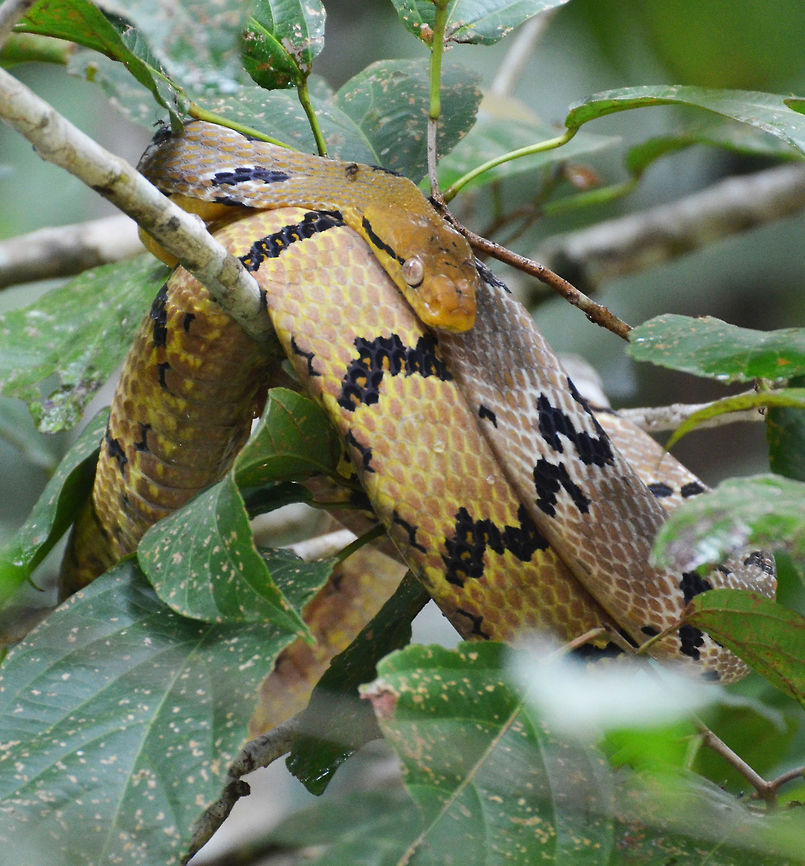 Dog-Toothed Cat Snake Sukau, Sabah (2015).<br />
It is a large snake, reaching more than 2 m in total length. The front teeth of the upper jaw and the lower jaw are strongly enlarged. The body is slender and laterally compressed. Dorsally it is tannish with reddish-brown or dark brown crossbands. There is a dark streak behind the eye on each side of the head. The venter is whitish, heavily marbled with dark brown.<br />
Habitat:<br />
Seen in the trees on top of the river effluents of Kinabatangan, area of Sukau, Sabah. Boiga cynodon,Fall,Geotagged,Malaysia