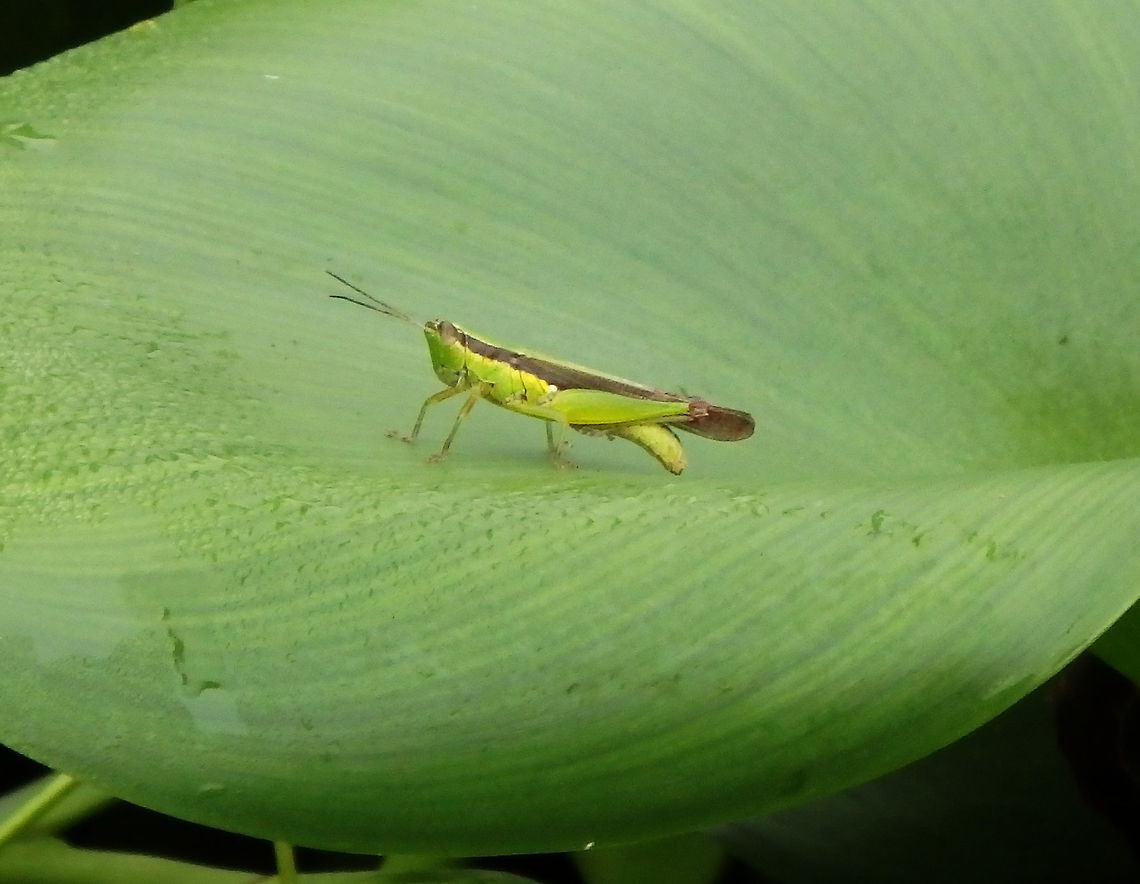 Rice Grasshopper -Oxya japonica Sukau, Sabah (2015).<br />
Many in the leaves of floating aquatic plants in the riversides of effluents, Kinabatangan.<br />
<a href="http://www.natureloveyou.sg/Minibeast-Grasshopper/Oxya" rel="nofollow">http://www.natureloveyou.sg/Minibeast-Grasshopper/Oxya</a> japonica/Main.html Fall,Geotagged,Malaysia,Oxya japonica,Rice grasshopper