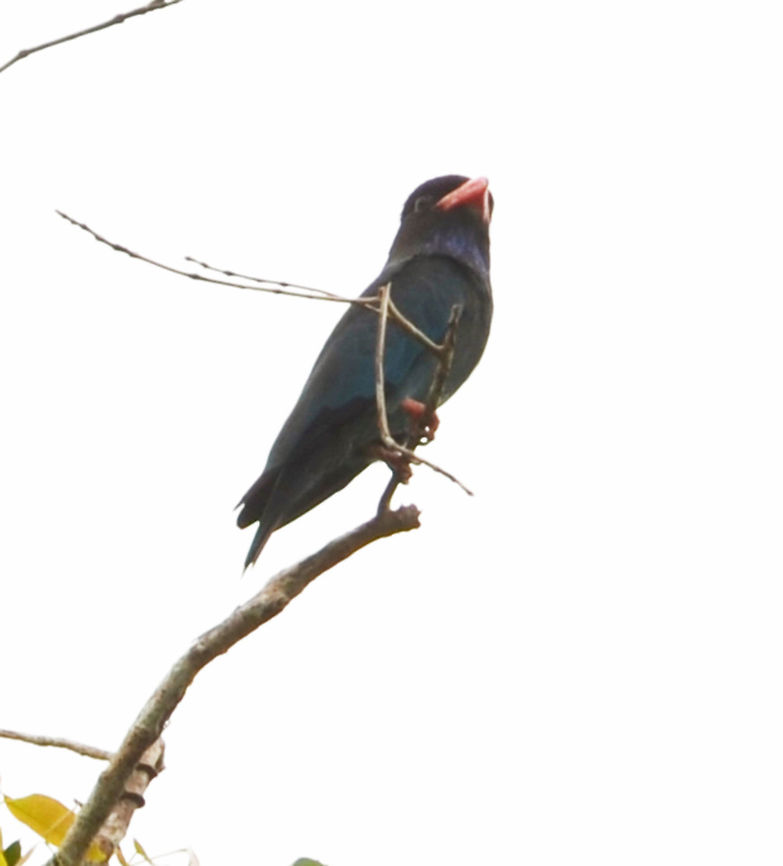Dollarbird 30 cm. It is dark brown with a bluish-green sheen on the back and wing coverts. It has glossy bright blue colouring on its throat and undertail. Its flight feathers are a darker blue. Its bill is short and wide and in mature animals is coloured orange-red with a black tip. It has very light blue patches on the outer parts of its wings which are highly visible in flight and for which it is named.<br />
Habitat:<br />
Seen often in the area of Sukau, always at the top of very tall trees.  Dollarbird,Eurystomus orientalis,Fall,Geotagged,Malaysia
