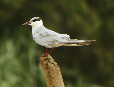 Whiskered Tern Sukau, Sabah (2015).
Migrant marsh tern. 26 cm . This is a juvenile, as the cap in its head is not yet totally black.
Habitat:
Kinabatangan River, area of Sukau, Sabah.  Chlidonias hybrida,Fall,Geotagged,Malaysia,Whiskered tern