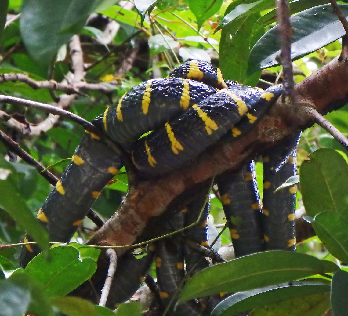 Mangrove Snake Sukau, Sabah (2015).<br />
Unfortunately it never showed us the head. It was in a tree very close to the river. Is a nocturnal predator.<br />
Habitat:<br />
Trees in the riversides of the Kinabatangan river and effluents, area of Sukau, Sabah.      Boiga dendrophila,Fall,Geotagged,Malaysia,gold-ringed cat snake