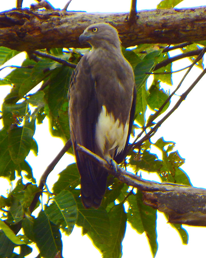Lesser fish eagle Sukau, Sabah (2015).<br />
The lesser fish eagle is a medium sized bird of prey that is primarily gray-brown in colour with broad, blunt wings and coarse featherless legs. Adults have a wingspan reaching 1.2 m and can grow to up to 64 cm tall.<br />
Habitat:<br />
Kinabatangan riversides, Sukau, Sabah.        Fall,Geotagged,Ichthyophaga humilis,Lesser fish eagle,Malaysia