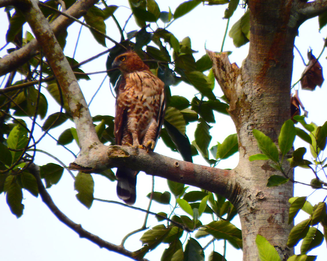 Wallace's hawk-eagle 46 cm. This eagle has a tuft on the back of its head.<br />
Habitat:<br />
Kinabatangan, Sukau, Sabah.    Fall,Geotagged,Malaysia,Nisaetus nanus,Wallace's hawk-eagle