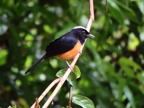 White-Crowned Shama Tabin, Sabah (2015).
Mainly blue-black upperparts contrast with orange-rufous underparts. It has a white rump and black throat.
Habitat:
Tabin, Sabah.        Copsychus stricklandii,Geotagged,Malaysia,Summer,White-crowned shama