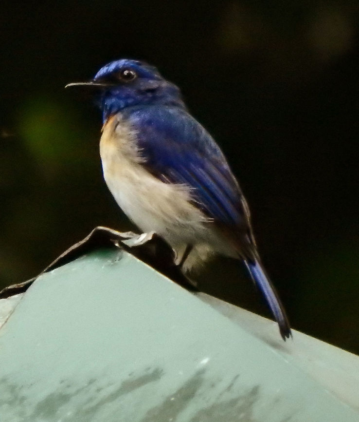 Malaysian Blue Flycatcher Tabin, Sabah (2015).<br />
<a href="http://www.birdlife.org/datazone/speciesfactsheet.php?id=6568" rel="nofollow">http://www.birdlife.org/datazone/speciesfactsheet.php?id=6568</a> Cyornis turcosus,Geotagged,Malaysia,Malaysian blue flycatcher,Summer