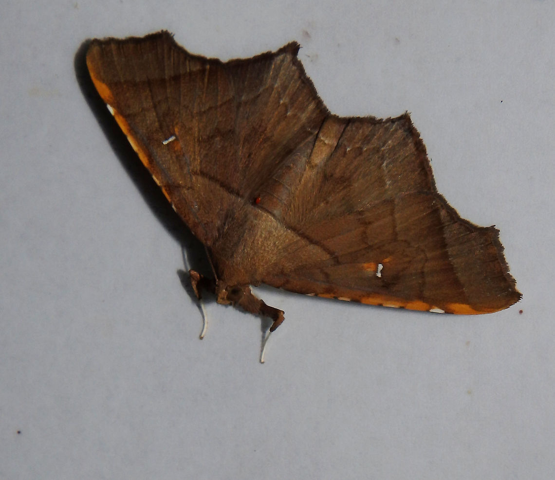 Noctuoid Moth Nocturnal spotting.<br />
Habitat:<br />
Tabin, Sabah.     <br />
http://www.jpmoth.org/~dmoth/Digital_Moths_of_Asia/90_NOCTUOIDEA/02_EREBIDAE/05_PANGRAPTINAE/Episparis/Episparis costistriga/Episparis costistriga.htm Episparis costistriga,Geotagged,Malaysia,Summer