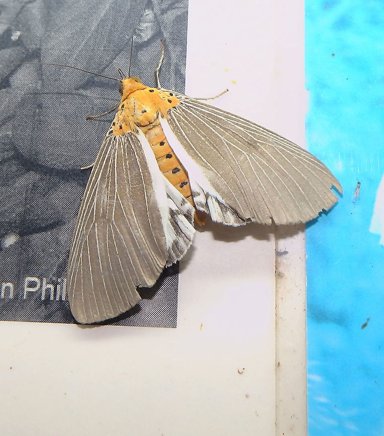 Digital Moth Tabin, Sabah (2015).<br />
http://www.jpmoth.org/~dmoth/Digital_Moths_of_Asia/90_NOCTUOIDEA/02_EREBIDAE/03_AGANAINAE/05_Asota/Asota paphos/Asota_paphos.htm     Asota paphos,Geotagged,Malaysia,Summer